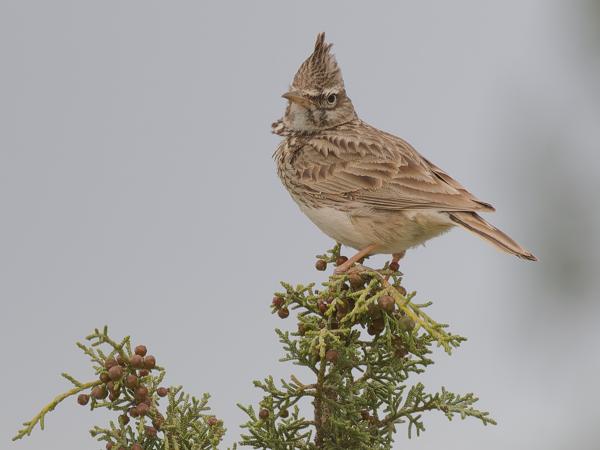 <h3><a href="/trips/ebro/biota/animalia/chordata/aves/040 passeriformes/073 alaudidae/galerida theklae/galerida theklae-nl.html">Galerida&nbsp;theklae</a> / Thekla&nbsp;lark / Theklaleeuwerik</h3>OM-1 Mark II met OLYMPUS M.300mm F4.0, 1/2000 sec  bij F4.0, ISO 640, afstand 14.5&nbsp;m